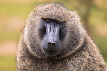 baboon sitting on the ground
