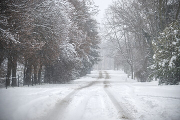 Snowy Street in a Quiet Winter Morning with Snow-Covered Trees and Bare Path