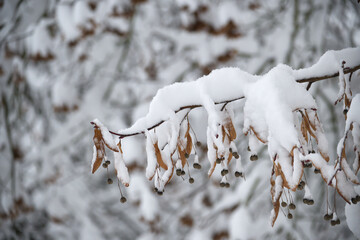 Snow-covered branch with seeds in a winter forest setting