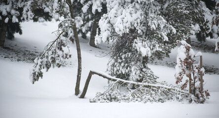 Snowy Winter Scene With Fallen Fence And Snow-Laden Trees In A Quiet Park