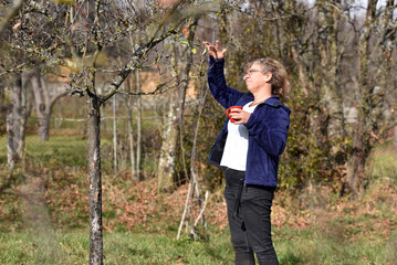 Woman checking spring tree branches in an orchard with a red mug in her hand