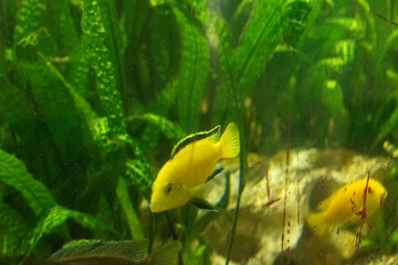 fisch goldfisch aquarium wasser
