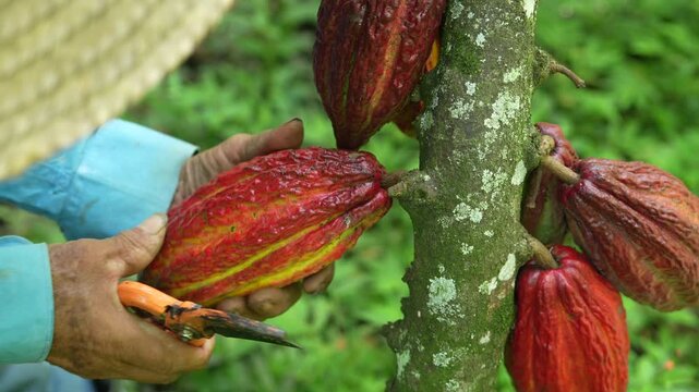 Detailed view of ripe cacao pods on a tree with a farmer in the lush greenery of Valle del Cauca, Colombia. Captures vibrant colors and texture, perfect for agricultural themes.
