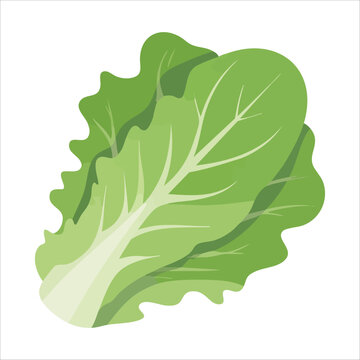 Fresh leafy green lettuce with detailed surface patterns isolated vector illustration on white background