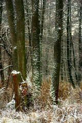 Zima nad rzeką Supraśl, Puszcza Knyszyńska