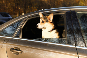 Cute dog peeking out car window, view from outside. Adorable pet