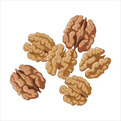 Whole walnut nuts with shells and kernel pieces isolated vector illustration on white background