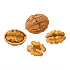 Whole walnut nuts with shells and kernel pieces isolated vector illustration on white background