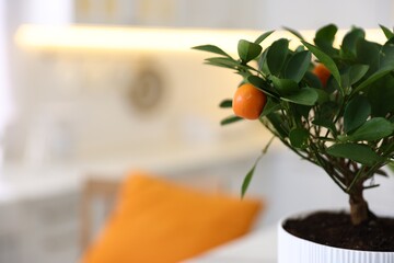 Potted tangerine tree in kitchen, closeup. Space for text