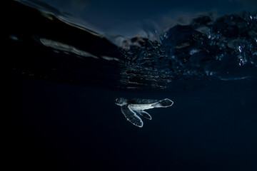 孵化して海を泳ぐアオウミガメの赤ちゃん　小笠原　東京都