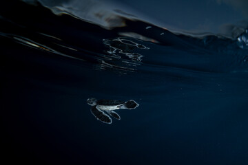 孵化して海を泳ぐアオウミガメの赤ちゃん　小笠原　東京都
