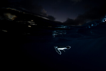 孵化して海を泳ぐアオウミガメの赤ちゃん　小笠原　東京都