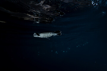 孵化して海を泳ぐアオウミガメの赤ちゃん　小笠原　東京都