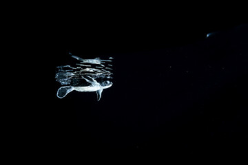 孵化して海を泳ぐアオウミガメの赤ちゃん　小笠原　東京都