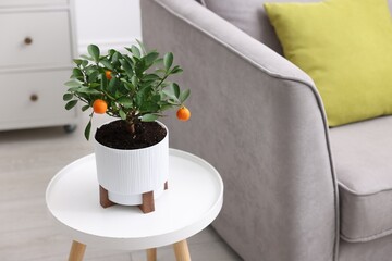 Potted tangerine tree on white table near sofa indoors