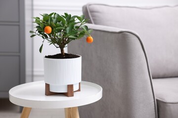 Potted tangerine tree on white table near sofa indoors