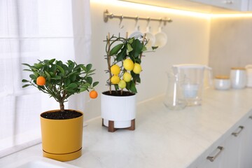 Potted citrus trees on white marble countertop in kitchen