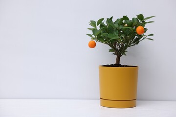 Potted tangerine tree on table near white wall indoors, space for text