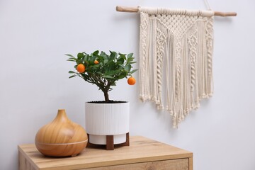 Potted tangerine tree and air humidifier on wooden cabinet near white wall indoors