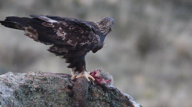 aguila real se come un meloncillo
