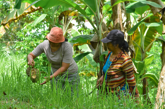 A mother hands a fallen durian fruit to her teenage daughter, who inspects the stem in the lush tall-grass agroforestry field.