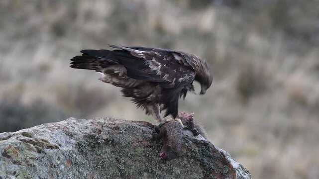 aguila real se come un meloncillo
