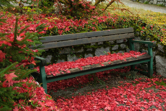 A park bench surrounded by bright red autumn leaves