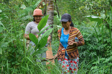 A mother with a water bottle and sickle walks downhill through tall grass, followed by her teenage daughter carrying a bag in the agroforestry field.