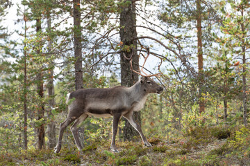 Naklejka premium Rentier am Waldrand in Schwedisch-Lappland im Herbst