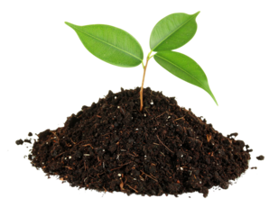 young plant sprouts growing from soil isolated on white background as transparent. PN  