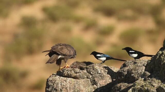 aguila ratonero se alimenta entre las rocas