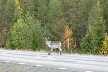 Herbstliche Wanderung der Rentiere in Nordschweden auf der Strasse mit Strassenverkehr.
