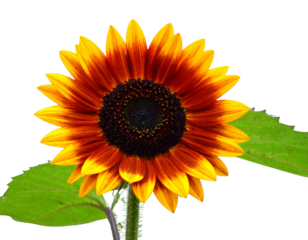 Firefly_Trio of Elegant Lotus Flowers in Various Stages of Bloom - Firefly_Vibrant sunflower with bright yellow petals