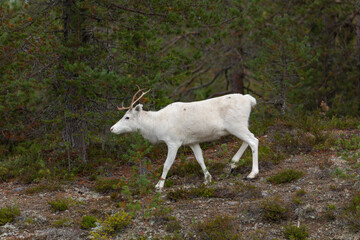 Rentier am Waldrand in Schwedisch-Lappland im Herbst