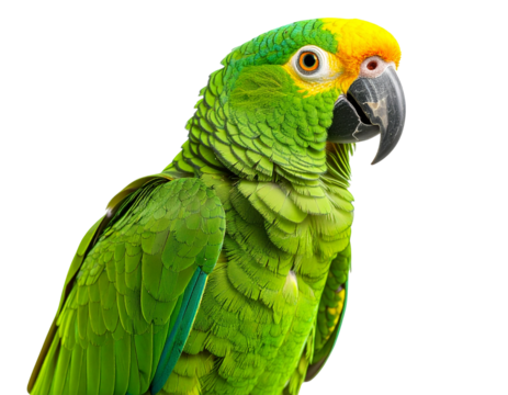 Vibrant green parrot portrait on a transparent background
