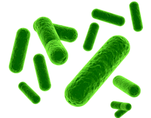 Firefly_Trio of Elegant Lotus Flowers in Various Stages of Bloom - Firefly_Vibrant green bacteria model on a Transparent Background  (2)