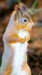 The Red Squirrel (Sciurus vulgaris), also called Eurasian Red Squirrel, playing in the sun at Pow Hill Country Park, Consett.