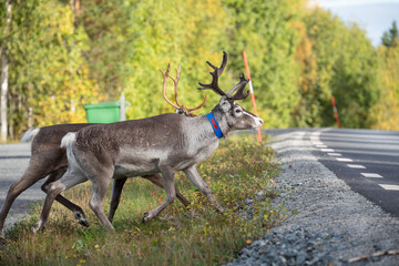 Herbstliche Wanderung der Rentiere in Nordschweden auf der Strasse mit Strassenverkehr.