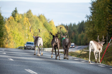 Naklejka premium Herbstliche Wanderung der Rentiere in Nordschweden auf der Strasse mit Strassenverkehr.