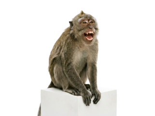 singe assis sur un socle blanc en studio, sourire expressif