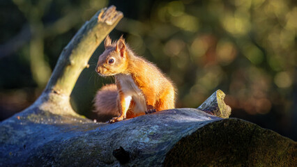 The Red Squirrel (Sciurus vulgaris), also called Eurasian Red Squirrel, playing in the sun at Pow Hill Country Park, Consett.