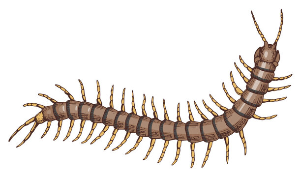 Hand drawn centipede vector illustration