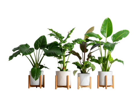 Trio of Lush Hanging Greenery for Home Decor  
