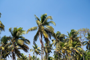 Palm trees on the beach in Goa, South India, tropical west coast, Arabian Sea in Asia, vacation and...