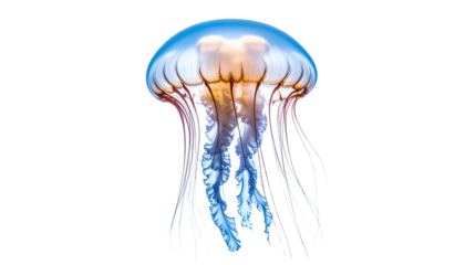Jellyfish floating in water, translucent marine animal with bell-shaped body isolated on solid white background1
