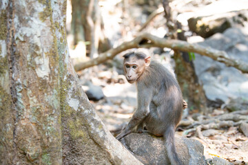 Barbary macaque monkey, rhesus ape sitting under a tree in the indian jungle, wildlife of Goa India, rainforest animal 