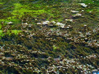 Abstract Pattern of Green Algae and Calcified Sedimentation in Jiuzhaigou's Clear Water.