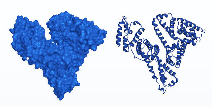 Albumin protein molecule. Human serum albumin (HSA) 3D surface model and ribbon cartoon structural model on white background. 3D rendering. Illustration