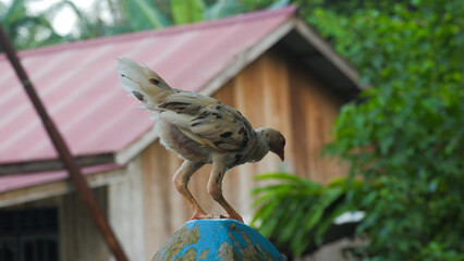 Spotted White Farm Chicken Standing Outdoors