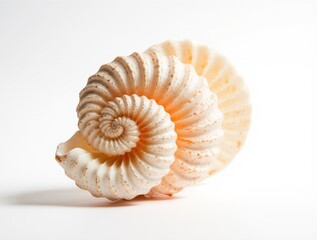 Close-up of a detailed, spiraled seashell exhibiting intricate patterns, showcasing its natural form against a clean, white background, highlighting organic geometry and delicate texture